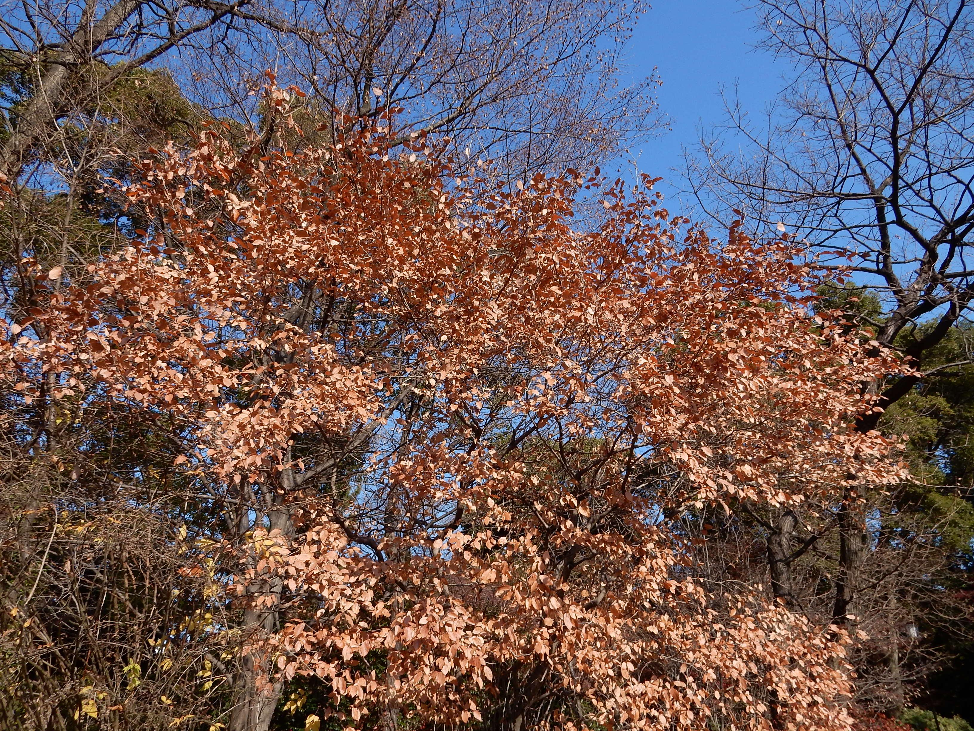 森の植物の歳時記》㉜ 【ヤマコウバシ（山香し）】｜公益財団